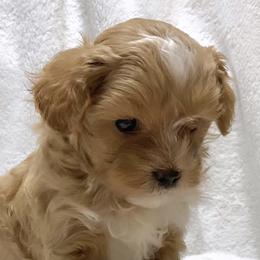 Companion Crosses, Maltese, Maltipoos, and Poodles from GlamPaw Maltipoos