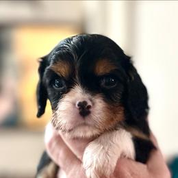 Valora - Tri-color female Cavalier King Charles Spaniel puppy in Albany, Oregon from Hit Parade Cavaliers