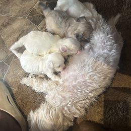 Morkie puppies from Josephine's Morkies