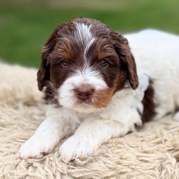 Red collar boy - Brown and white male Bernedoodle puppy in Colorado Springs, Colorado from Mercy Mountain Bernedoodles