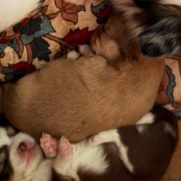 Potsie(Happy Days) - Chocolate and tan male Chihuahua puppy in Amelia, Virginia from Pannell’s Precious Pups