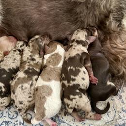 Cockapoos, Goldendoodles, and Labradoodles from Out of the Box Doodles