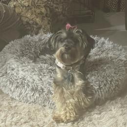 Tokyo - Yorkipoo