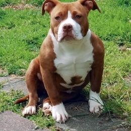 American Bully Puppies from Impressive Bred Bullies
