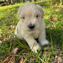Yellow - Wheaten male Miniature Schnauzer puppy in Summerfield, Florida from M & M Schnauzers