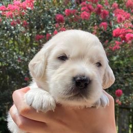 Golden Retrievers from Eastern Shore Goldens