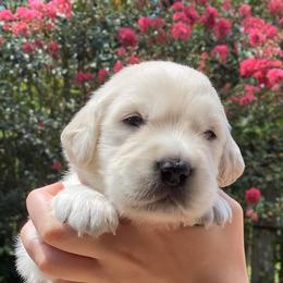 Golden Retrievers from Eastern Shore Goldens