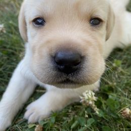 Labrador Retriever Puppies from Aiyer Brothers Labradors