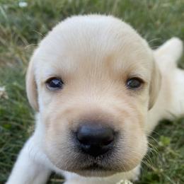 Labrador Retriever Puppies from Aiyer Brothers Labradors