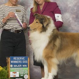 Collies from Pyman Collies