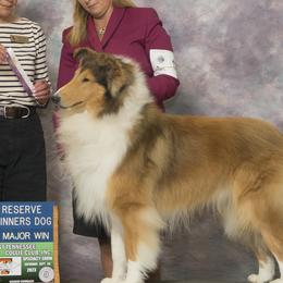 Collies from Pyman Collies