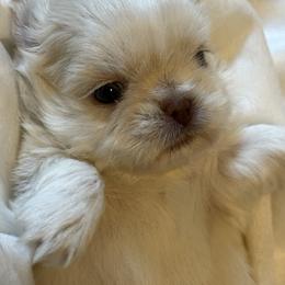 Boy 1 - Cream and white male Shih Tzu puppy in Birch River, West Virginia from Karen's Shih Tzus