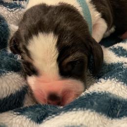 Teal Male - Black brown and white male Basset Hound puppy in Temple, Texas from Southern Rose Bassets