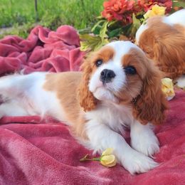 Cavalier King Charles Spaniel Puppies from AlKemy Pure Bred
