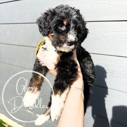 Yellow - Tri-color female Bernedoodle puppy in Rockwall, Texas from Glory Doodles
