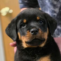 Moose - Black and mahogany male Rottweiler puppy in Cottage Grove, Oregon from Divine Rottweilers