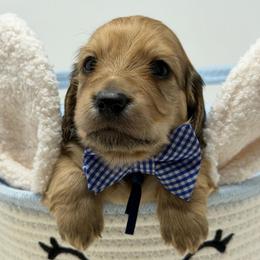 Valor (courage) - Cream male Dachshund puppy in Murfreesboro, Tennessee from Kimbrie's Dream Cream Doxies