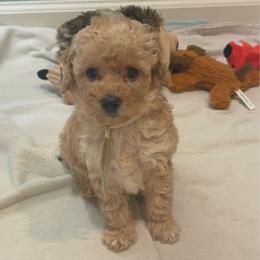 White girl - Apricot female Poodle puppy in Tupelo, Mississippi from Ruby D. Farms