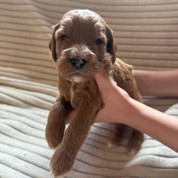 Oak - Brown and white male Bernedoodle puppy in Copenhagen, New York from Moser’s Mapleridge Farm