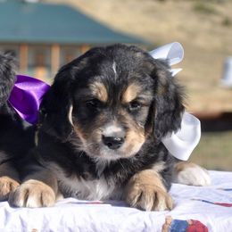 Bernese Mountain Dogs, Golden Mountain Dogs, and Golden Retrievers from Grateful Bernese & Gage's Goldens