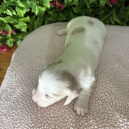 Sadie - Cream female Dachshund puppy in Dawson, Alabama from Bells Dashing Dachshunds