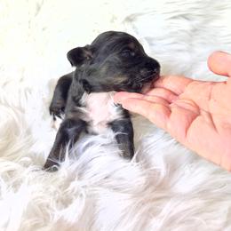 Sunny - Black tri-color female Aussiedoodle puppy in Centerburg, Ohio from A Dose Of Doodle