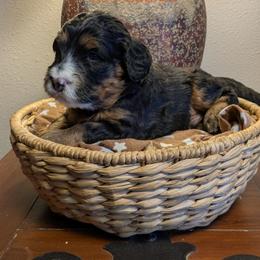 Gooseberry - Tri-color male Bernedoodle puppy in Cambridge, Minnesota from Country Meadow Doodles