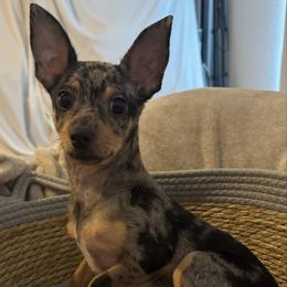 Mr James Doe 2999 - Merle male Chihuahua puppy in Las Vegas, Nevada from Quality Poms Chihuahua Yorkies of Las vegas