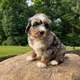 Mr. Lincoln - Merle male Bernedoodle puppy in Hegins, Pennsylvania from Bubbling Springs Doodles, LLC
