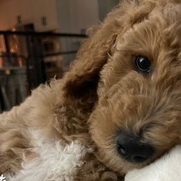 Boy 1 - Goldendoodle puppy in Christiana, Tennessee from Rechlicz Family Doodles