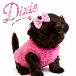 Dixie - Liver female Shih Tzu puppy in Dallas, Texas from Heart and Soul Shih Tzu