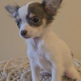 Nitro - Blue and white male Chihuahua puppy in Plainfield, Indiana from Abby's Pampered Pooches