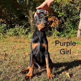 Purple - Black and rust female Doberman Pinscher puppy in Knox, Indiana from Double River Dobermans