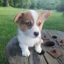Boy 1 - White and red male Pembroke Welsh Corgi puppy in Houston, Missouri from Pistol Creek Puppies
