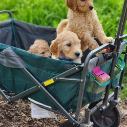 Goldendoodle Puppies from Doodle Love 559