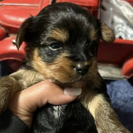 Yorkshire Terriers from A&K Yorkies