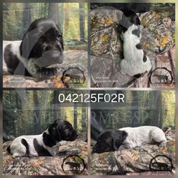 Girl 042125F02R - Black and white female German Shorthaired Pointer puppy in Moyie Springs, Idaho from Wier Farms GSP