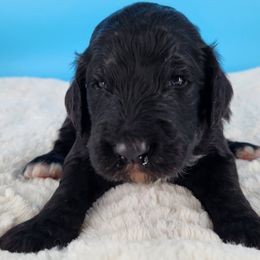 Bernedoodle Puppies from Palo Cedro Bernedoodle