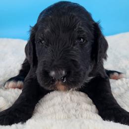 Bernedoodle Puppies from Palo Cedro Bernedoodle