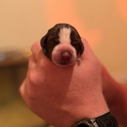 Light Pink - Liver and white female German Shorthaired Pointer puppy in Ash Flat, Arkansas from SmokePoint GSPs