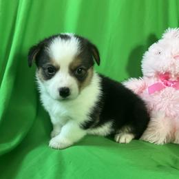 20 Purple Collar - Black and tan female Pembroke Welsh Corgi puppy in Port Republic, Maryland from Bestfurends