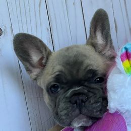 French Bulldogs and Goldendoodles from J&M Pawesome Puppies