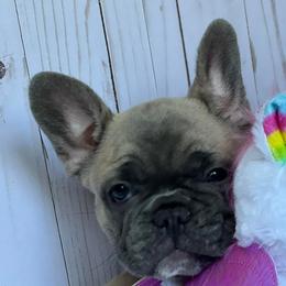 French Bulldogs and Goldendoodles from J&M Pawesome Puppies