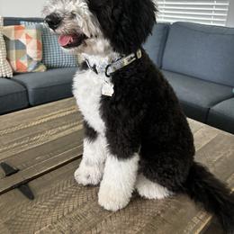 Rue - Aussiedoodle