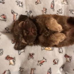 Hashbrown - Liver male Shih Tzu puppy in Kodak, Tennessee from Cutshall Babies