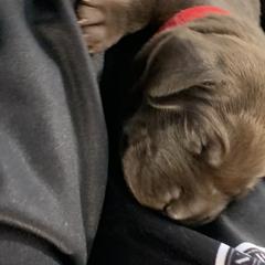 Pudelpointer Puppies from High Power Pudelpointers