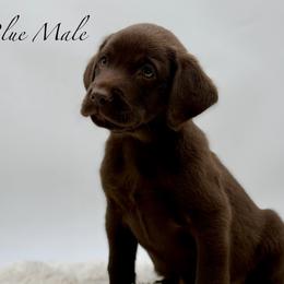 Blue - Chocolate male Labrador Retriever puppy in San Diego County, California from Travis’ Chocolate Labradors