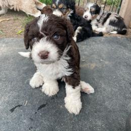 Chocolate and white boy - Brown and white male Aussiedoodle puppy in Hillsboro, Illinois from Shoal Creek Puppies