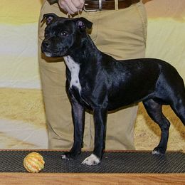 Scout - Staffordshire Bull Terrier