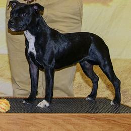 Scout - Staffordshire Bull Terrier